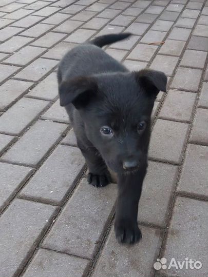 Щенок немецкой овчарки