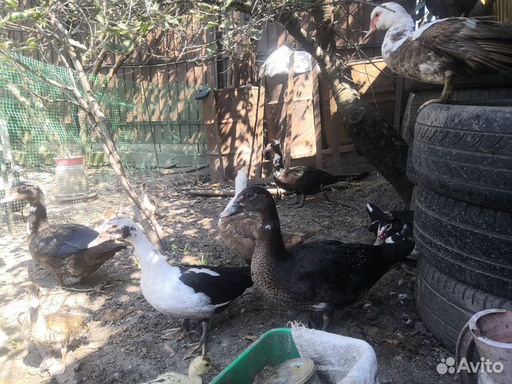 Мускусные утки