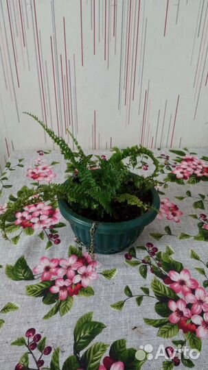 Папоротник