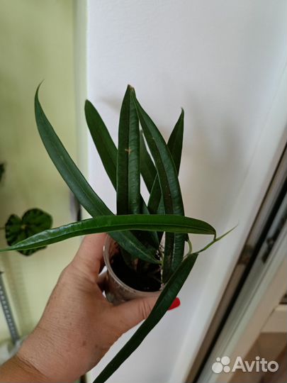 Фикусы, Шефлера