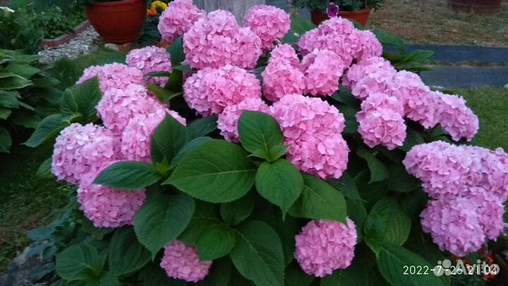 Крупнолистная гортензия Бесконечное лето