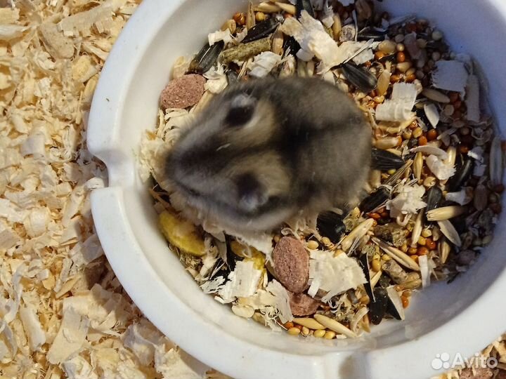 Джунгарский хомяк бесплатно