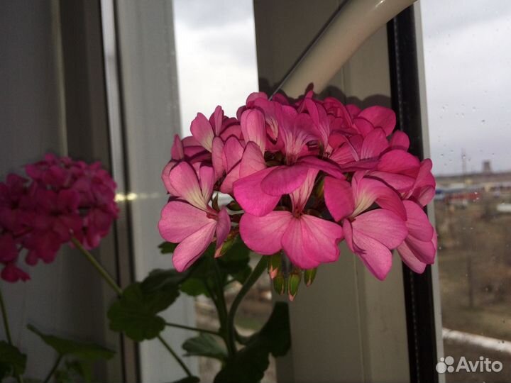 Герань винная с горшком