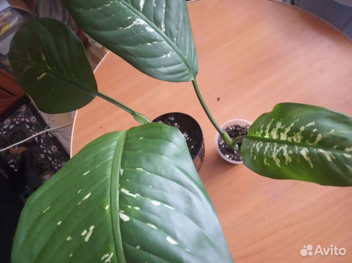 Диффенбахия 