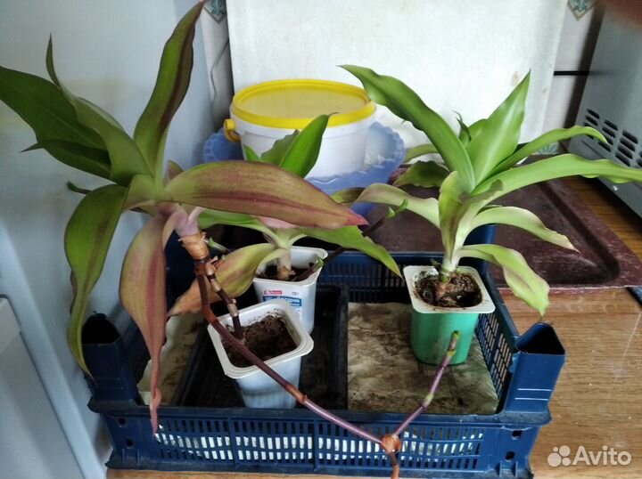 Каллизия душистая, или Золотой Ус