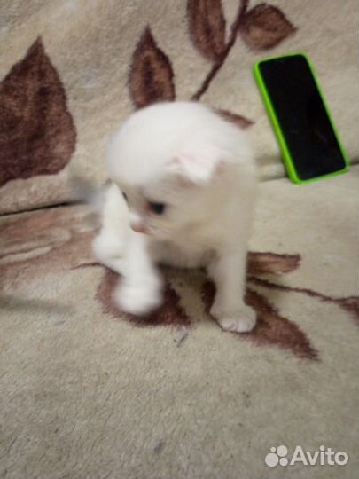 Котятки в дар в добрые руки