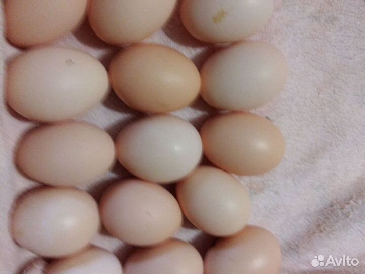 Инкубационное яйцо породистых кур