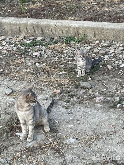 Котята бесплатно