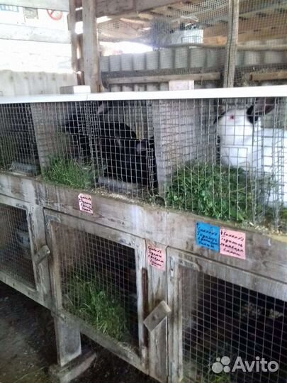Клетки для кроликов
