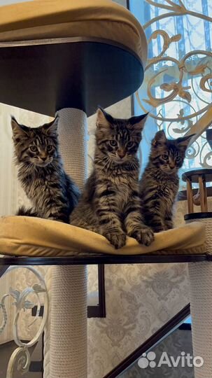Котята мейн-кун