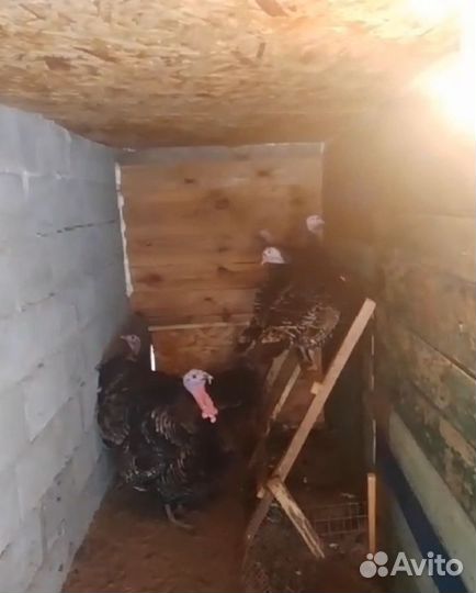 Яйца индюшки для инкубации