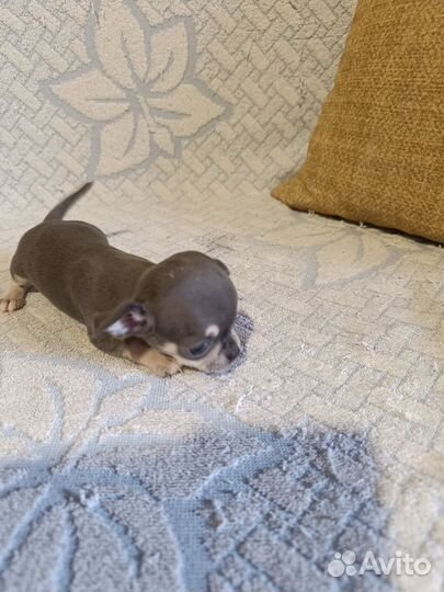 Щенки чихуахуа мини гладкошерстные