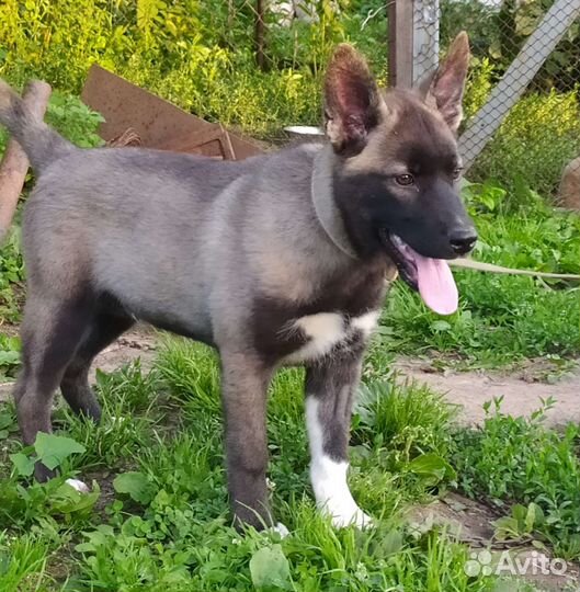 Щенку нужен дом
