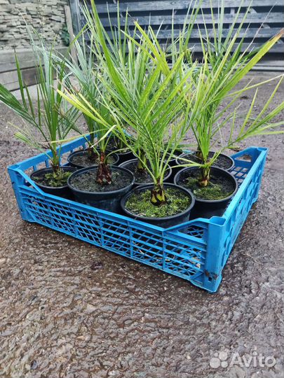 Пальма финиковая, хамеропс, бутия,трахикарпус и др