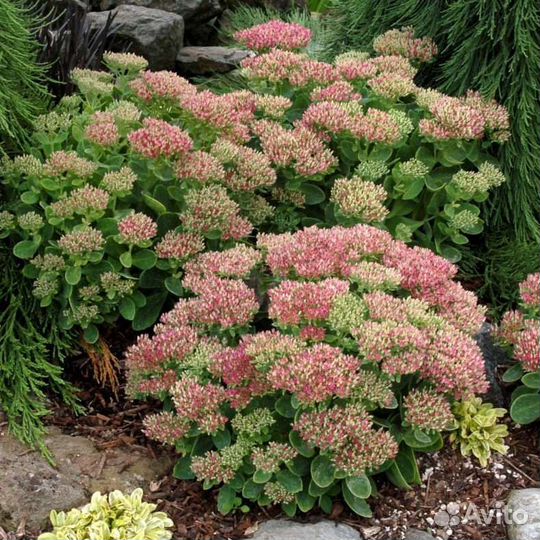 Очиток цветы