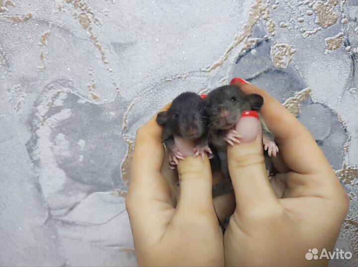 Декоративная крыса