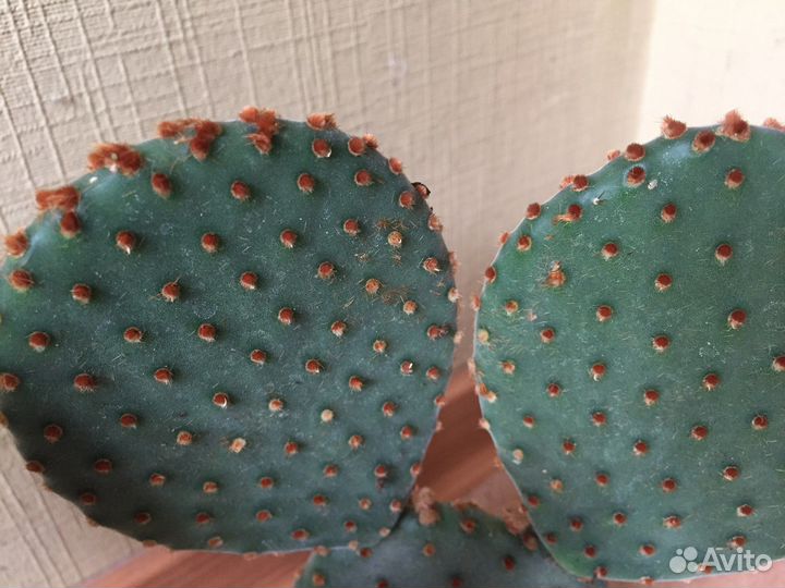 Кактус опунция