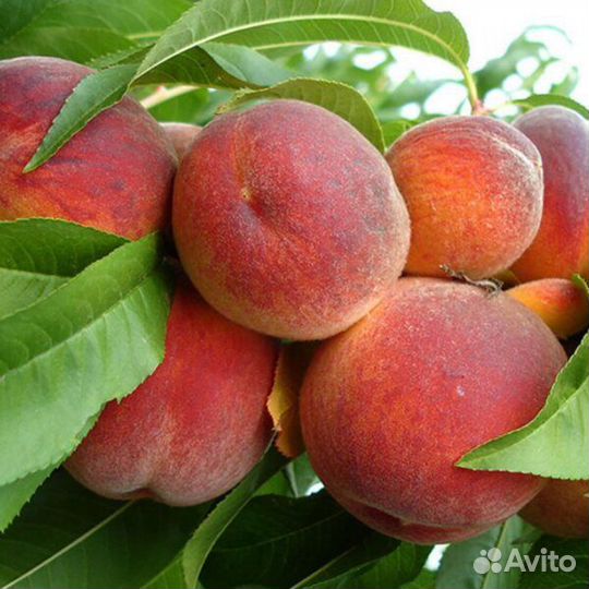 Персик Ред Хевен саженцы