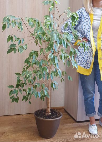 Фикус бенджамина