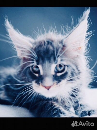 Мейн кун кунята и вязка