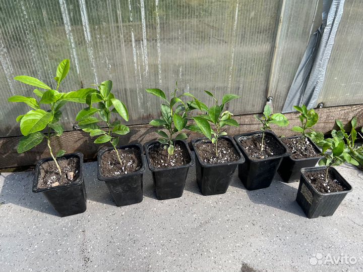 Лимоны, мандарины, апельсины