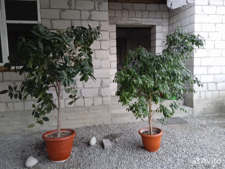 Комнатные цветы фикус бенджамина