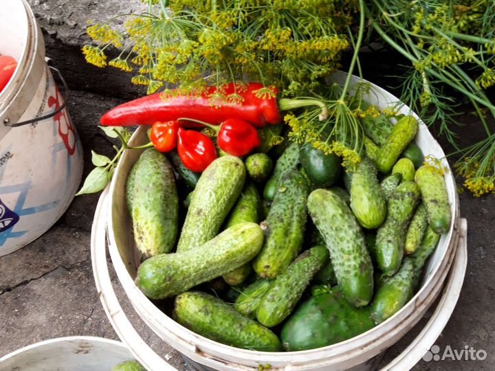 Огурцы