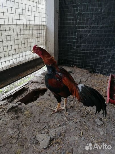 Бойцовые петухи о шамо