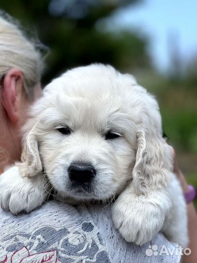 Щенки Золотистого ретривера