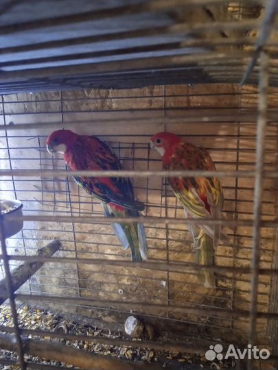 Продам попугаев