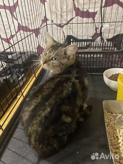 Котик Амурчик