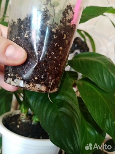 Фикус Де Гантель