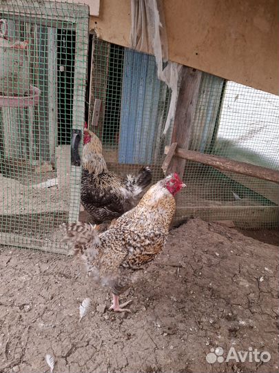 Молодые петухи