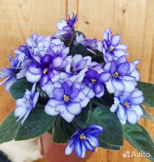 Фиалки (набор, 3шт.)