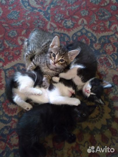 Котята в дар