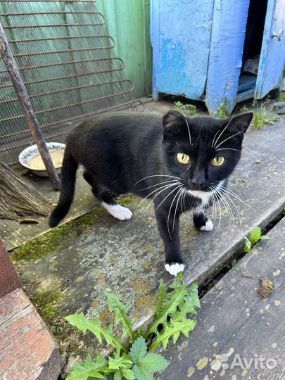 Кошка в дар