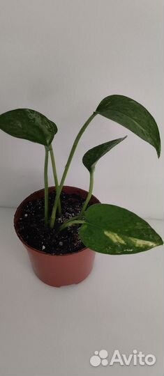 Сциндапсус золотистый