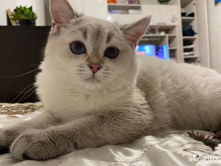 Отдадим котика в добрые руки