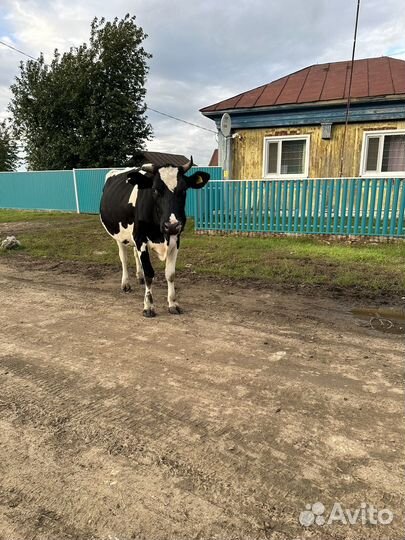 Корова дойная хорошая