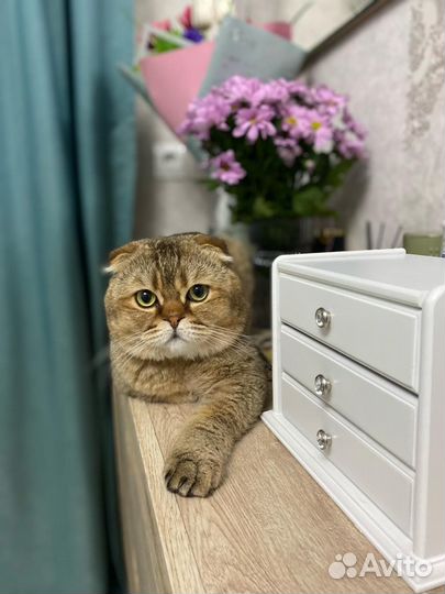 Вязка кошек