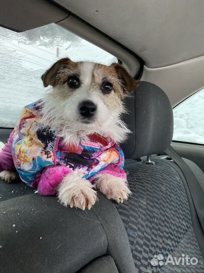 Зимний костюмдля собак