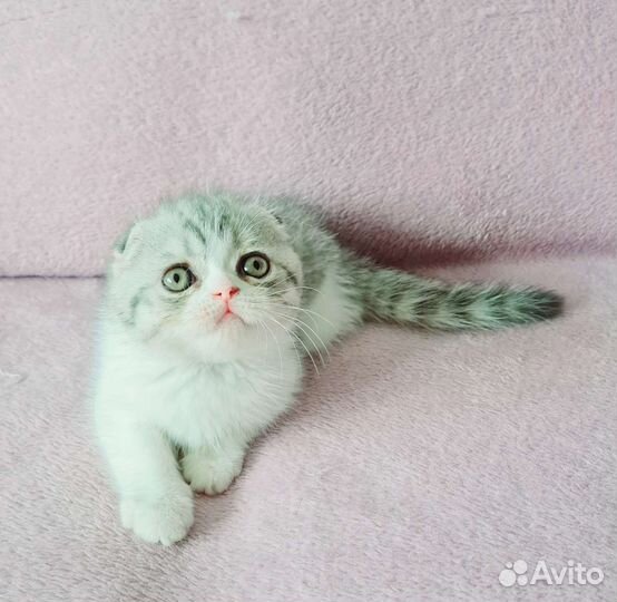 Скотииш фолд