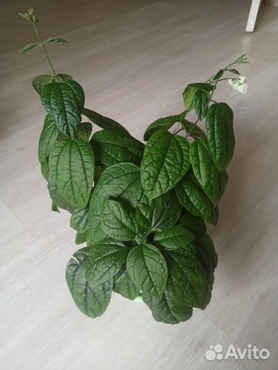 Клеродендрум томпсон