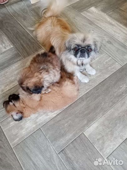 Щенки пекинеса