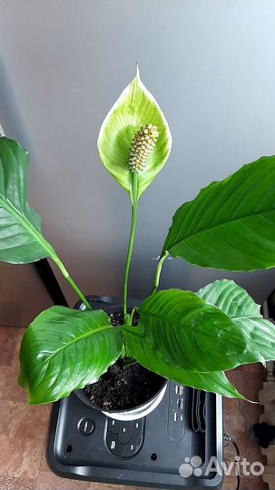 Спатифиллум