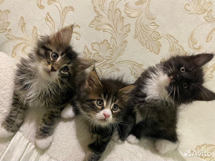 Котята мейн-кун