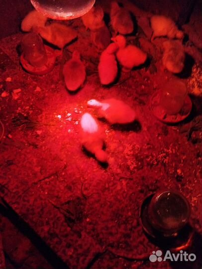 Гуси домашние