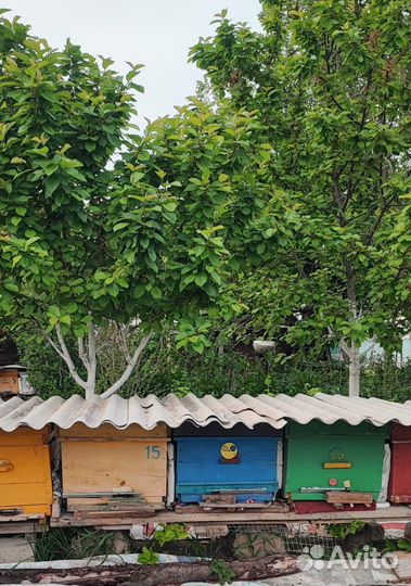 Ульи с пчелами