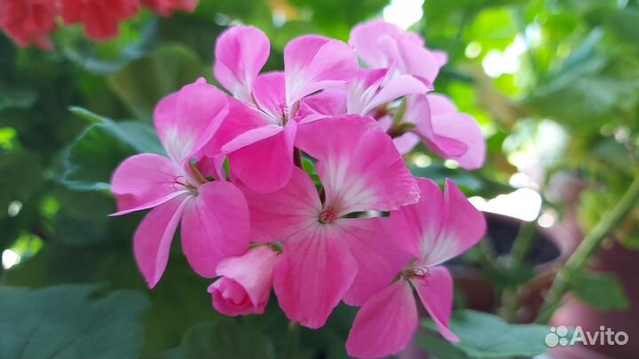 Продам герань