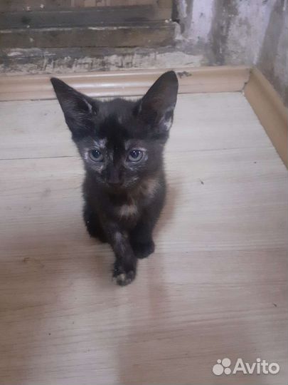 Кошки бесплатно